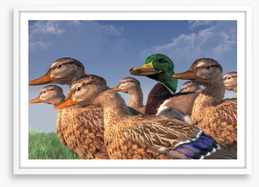 Birds
