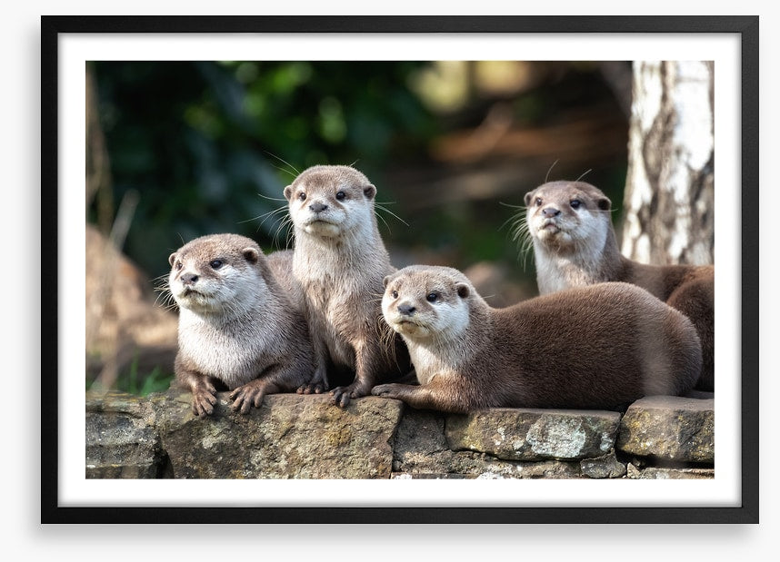 Mammals