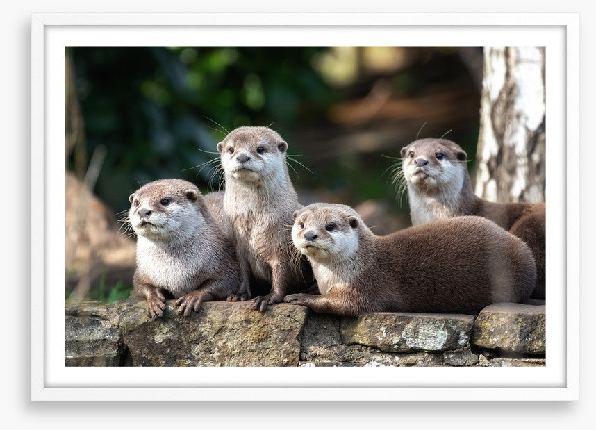 Mammals