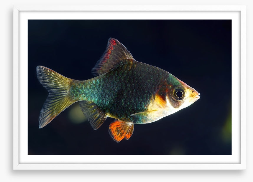 Fish / Aquatic