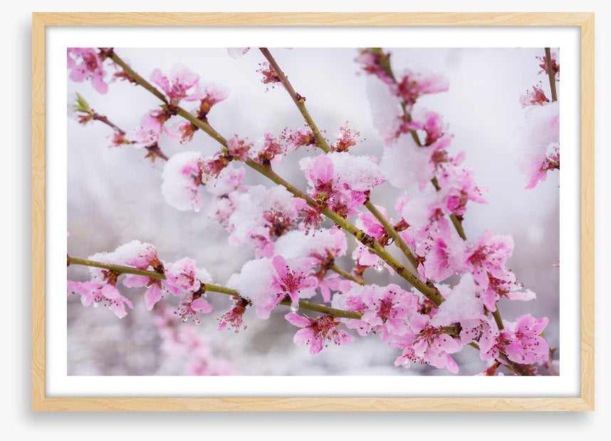 Snow blossom branch