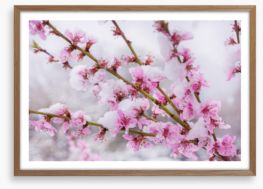 Snow blossom branch