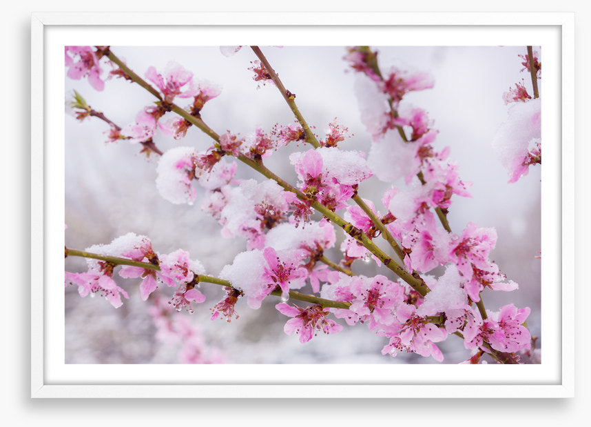 Snow blossom branch