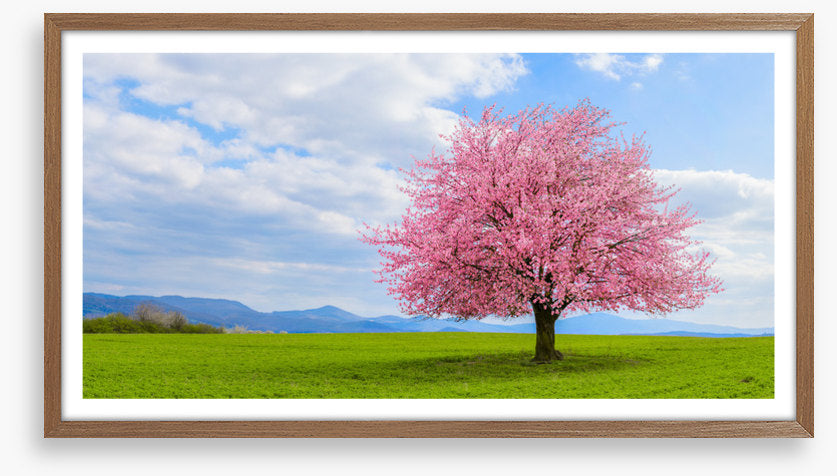 Blossom alone