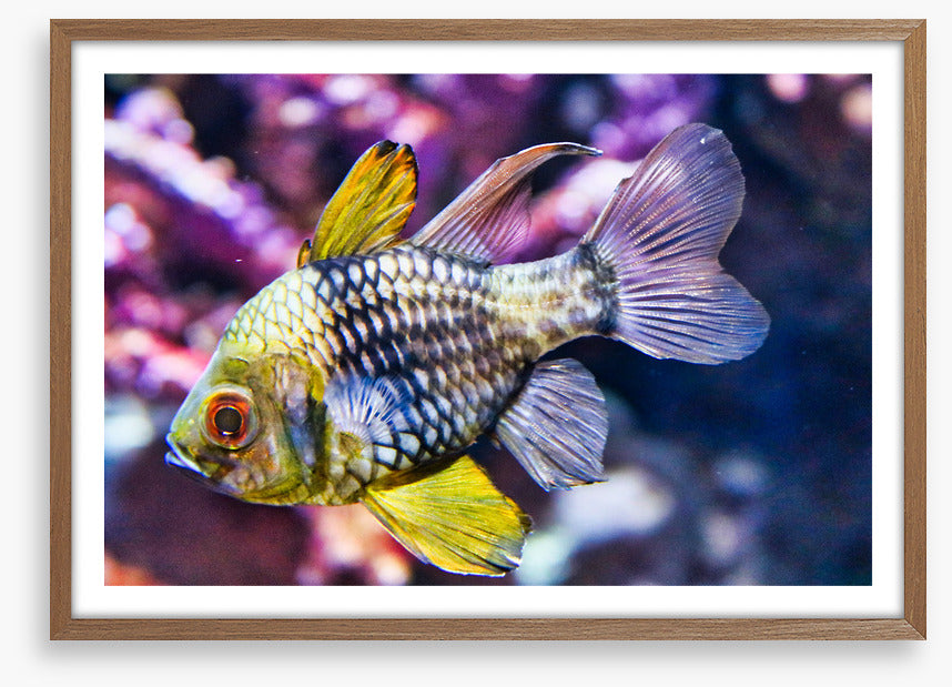 Fish / Aquatic