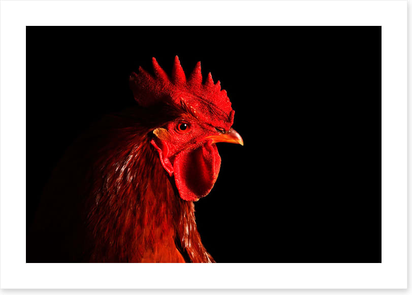 Rooster in red