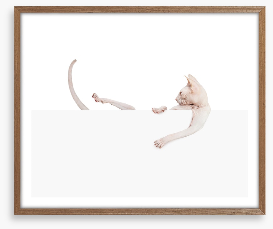 Mammals