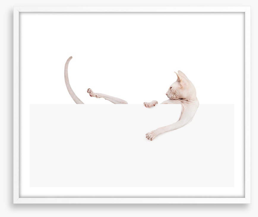 Mammals