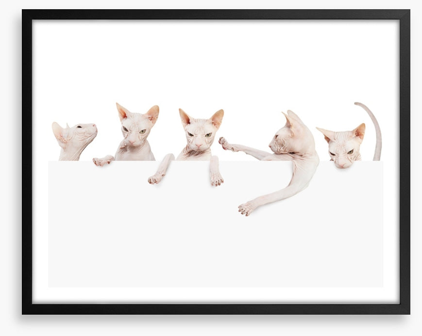Mammals