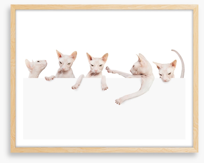 Mammals