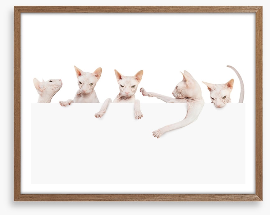 Mammals