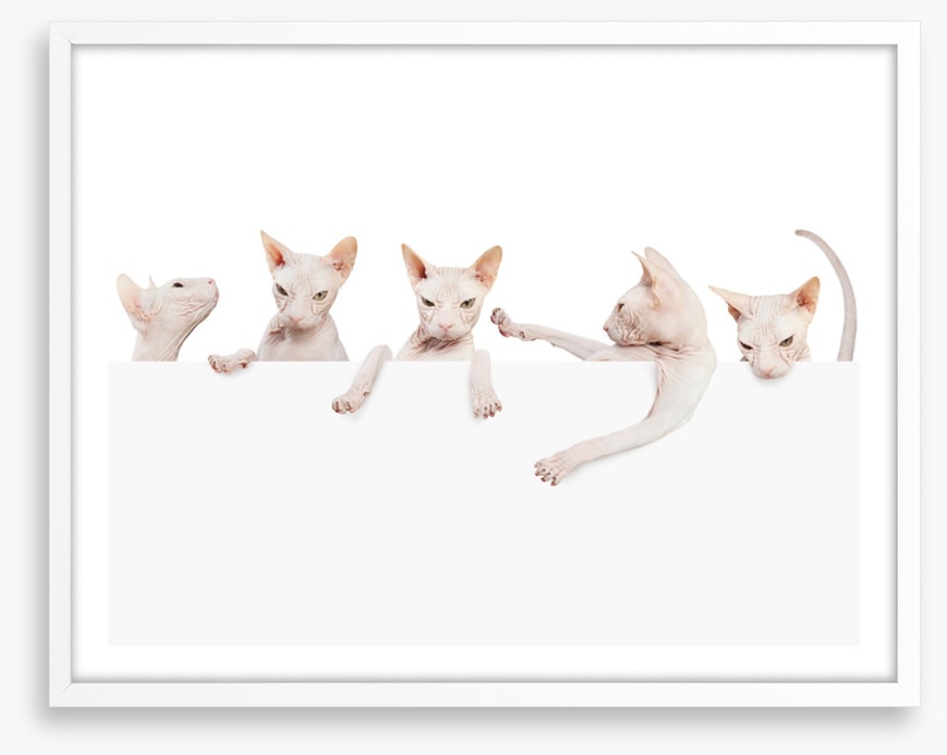 Mammals