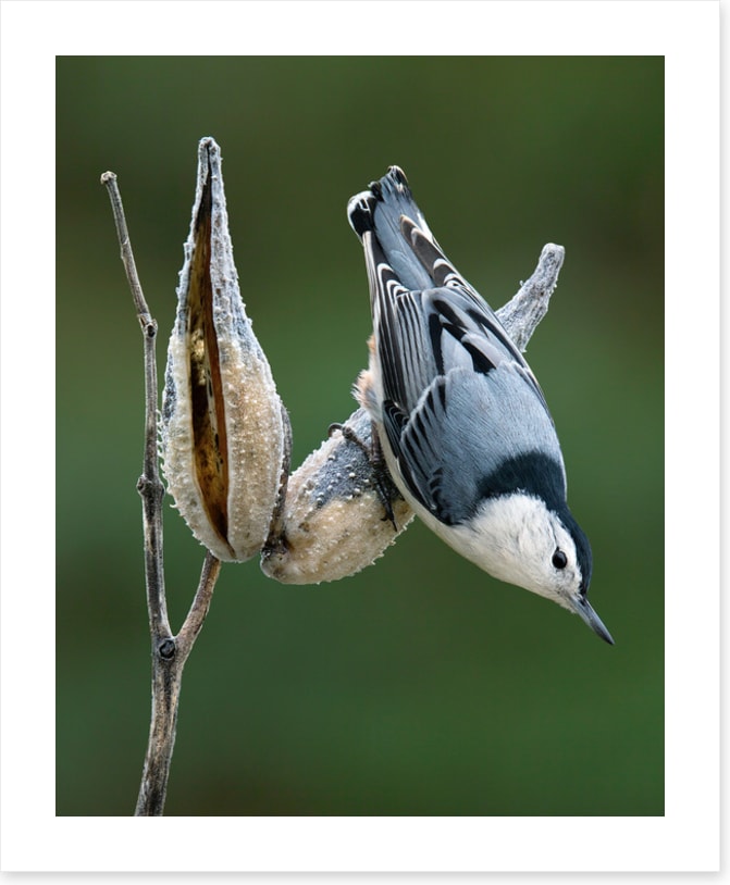 Nuthatch perched