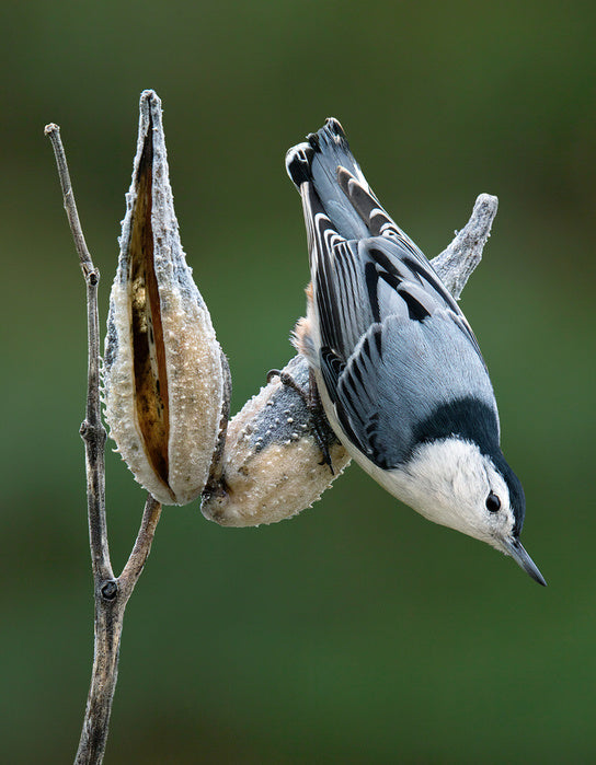 Nuthatch perched