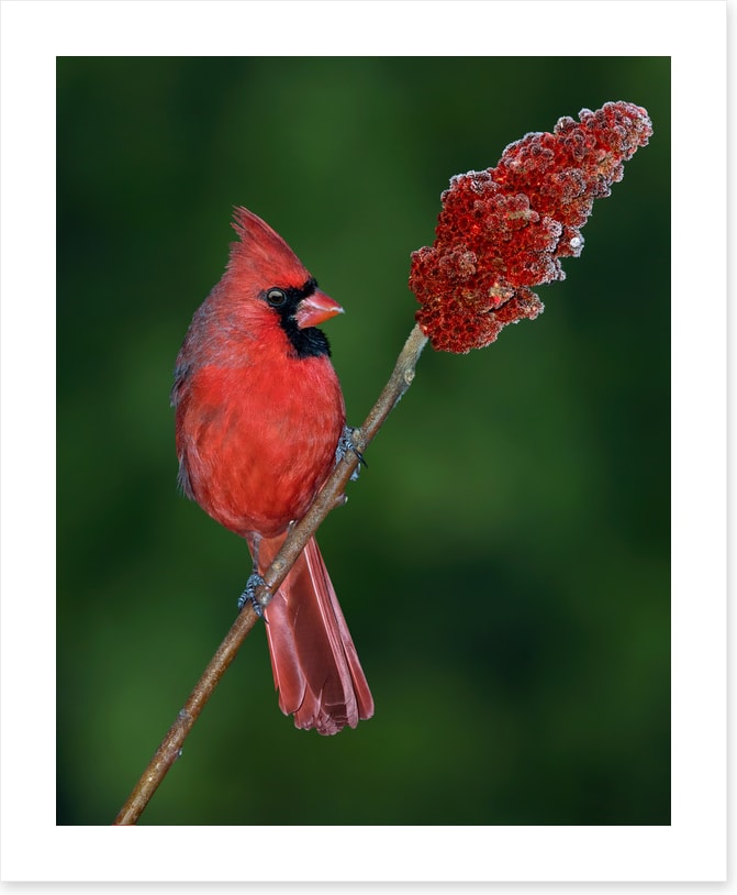 Cardinal sumac