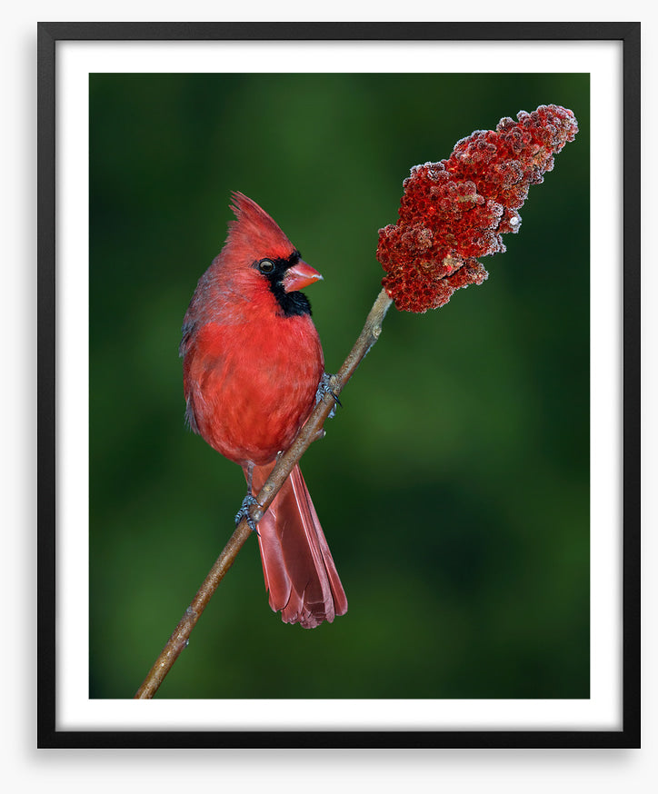 Cardinal sumac