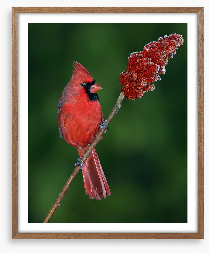 Cardinal sumac