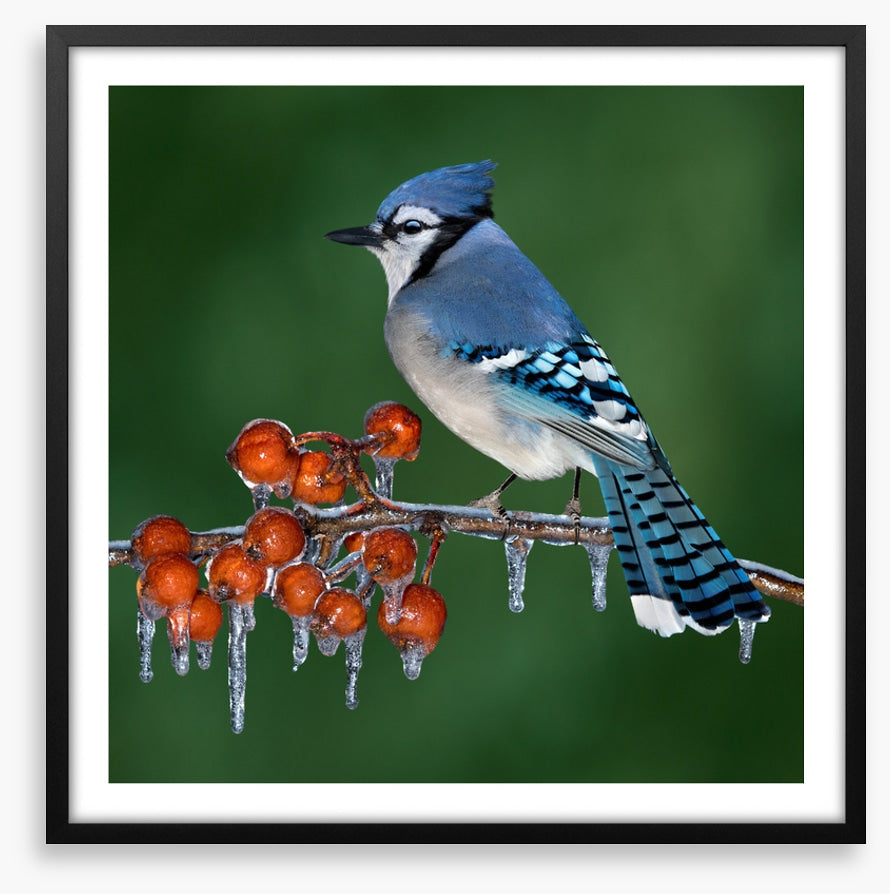 Birds