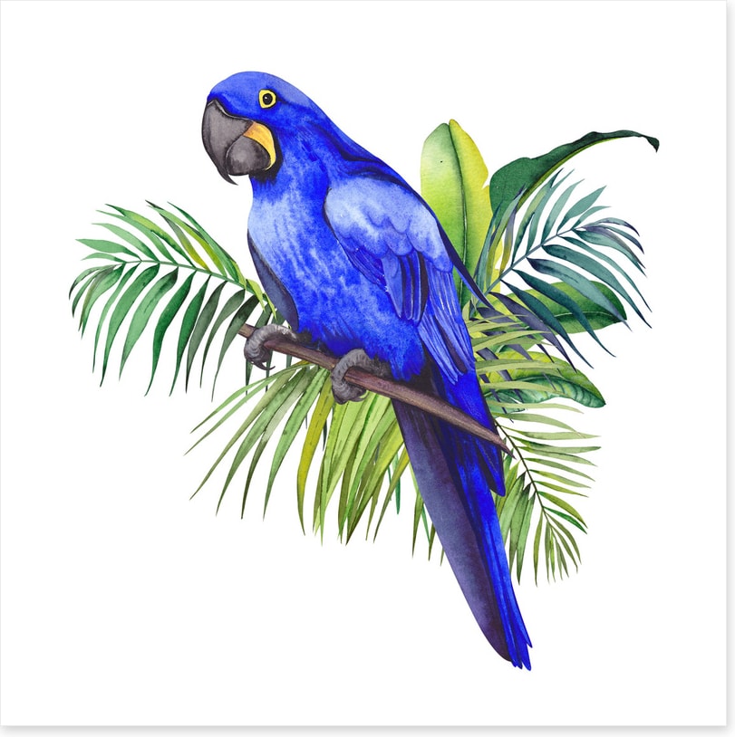 Birds