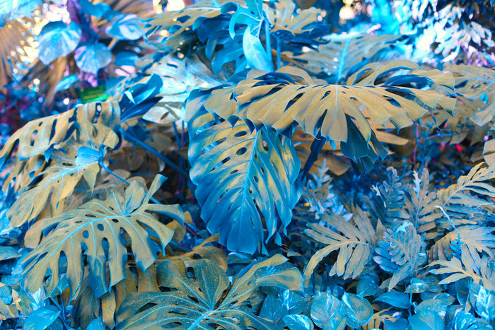 Monstera blues