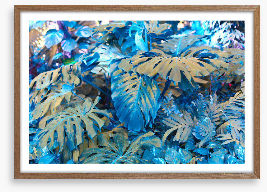 Monstera blues