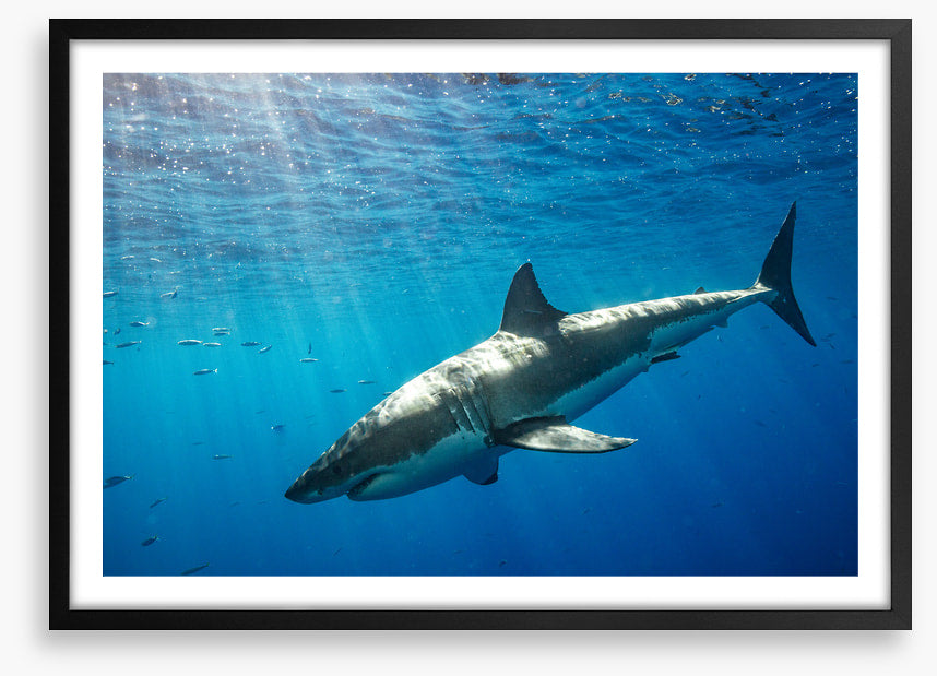 Sunbeam shark