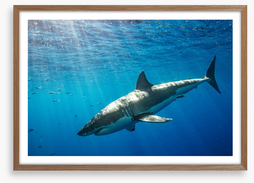 Sunbeam shark