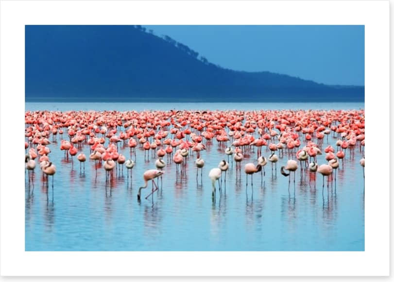 Flamingo lake