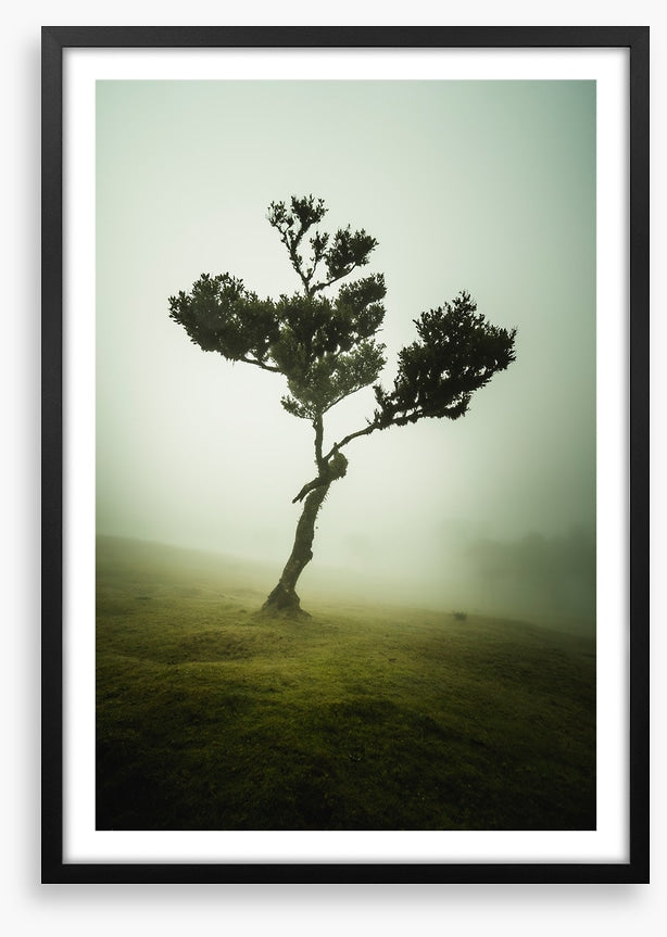 Trees