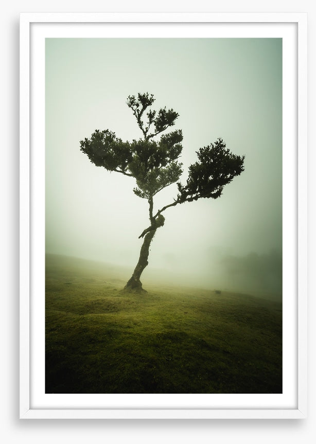 Trees