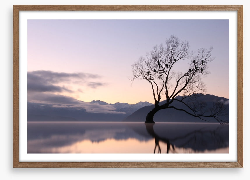 Bare tree birds