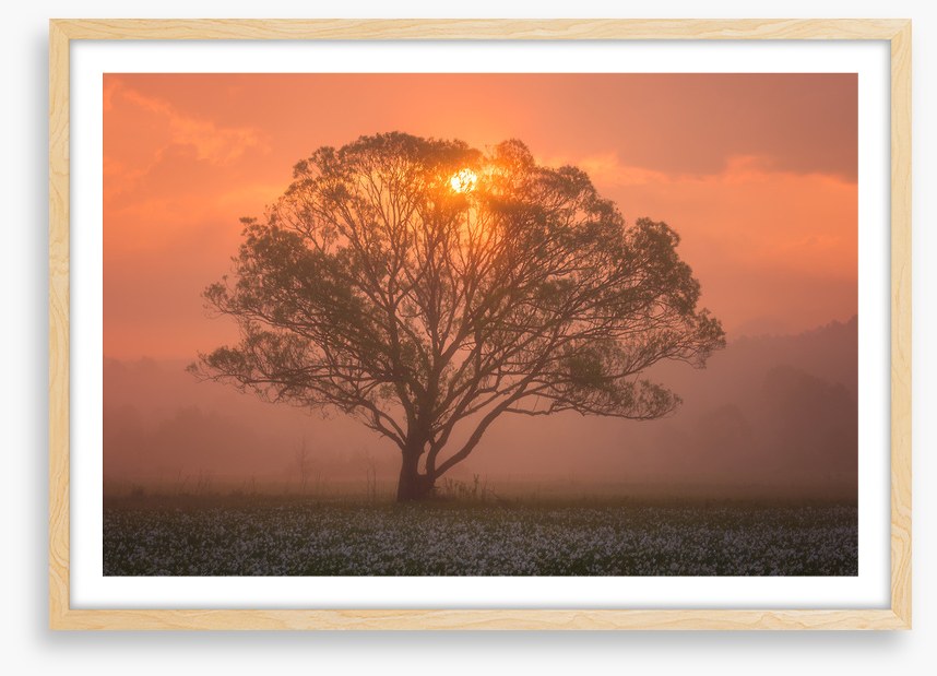 Trees
