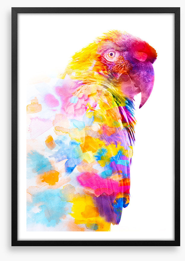 Party plumage II