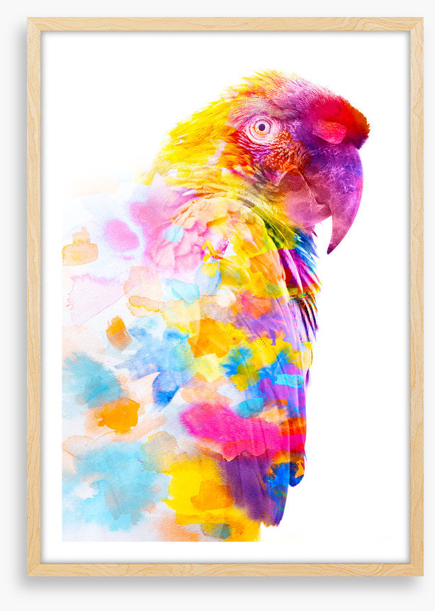 Party plumage II