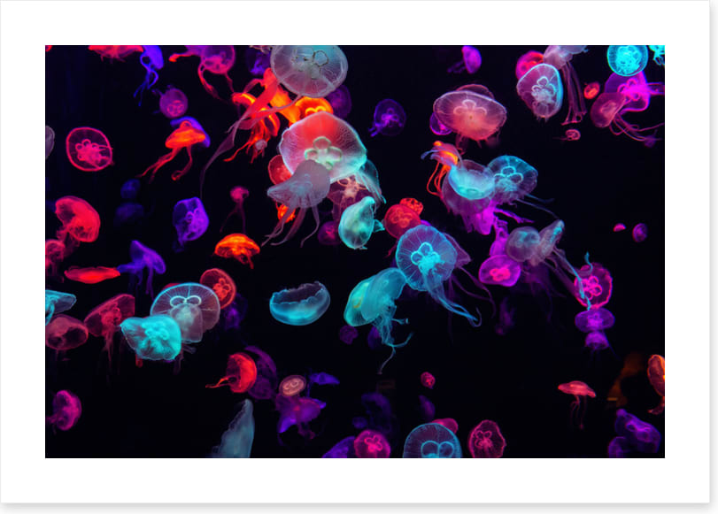 Neon jellies