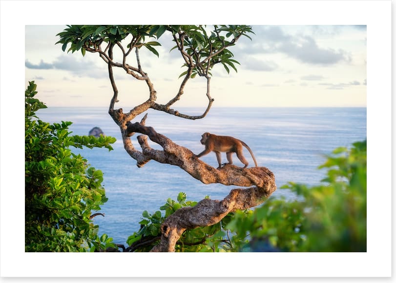 Monkey on the tree