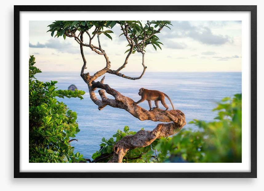 Monkey on the tree