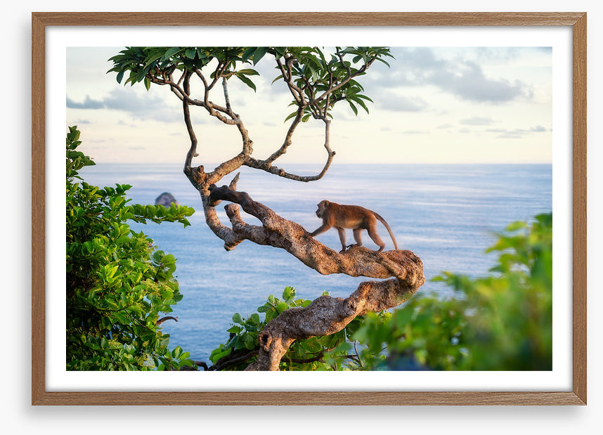 Monkey on the tree