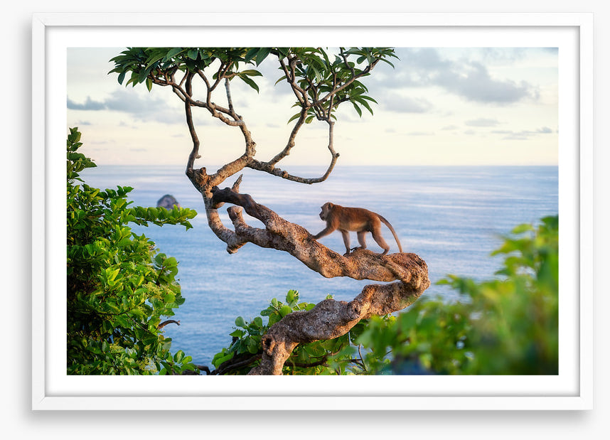 Monkey on the tree