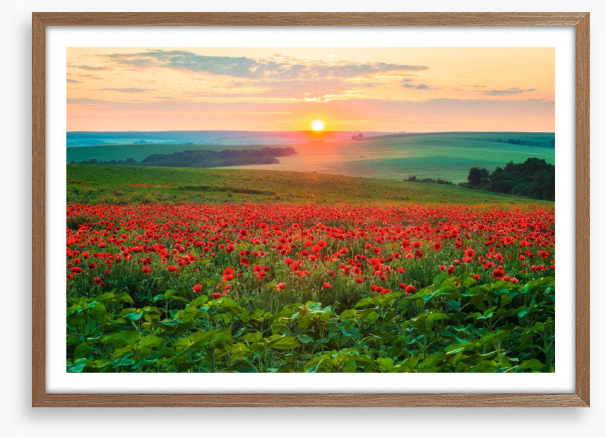 The poppy patch