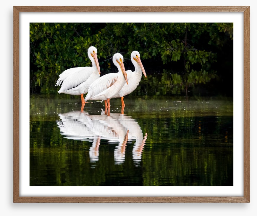 Pelican three
