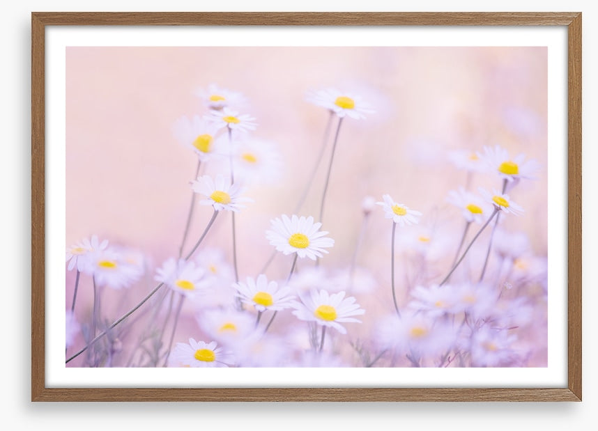 Daisy daze