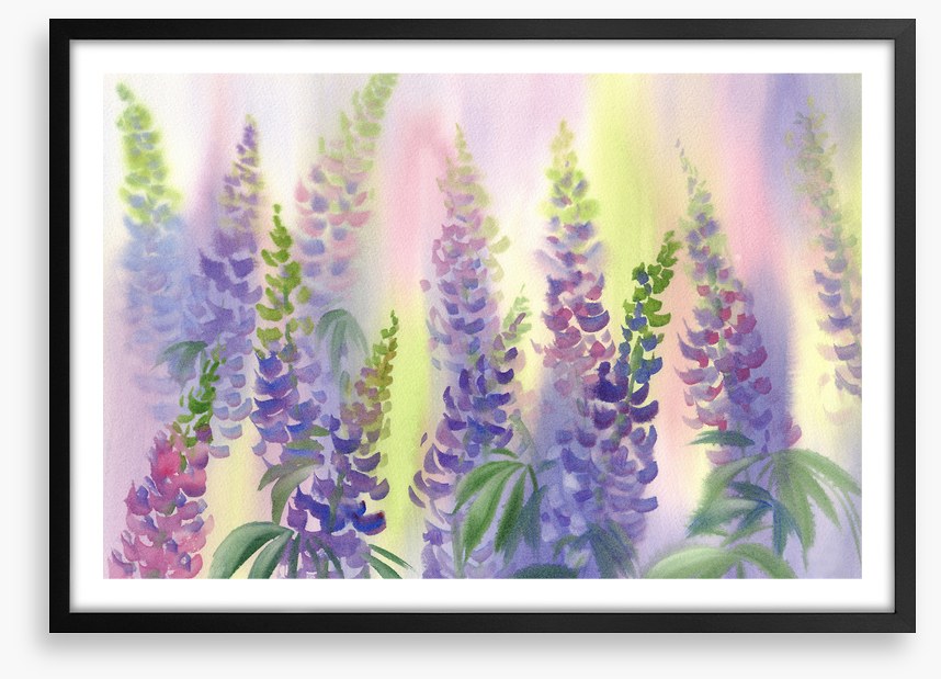 Wild lupine aquarelle