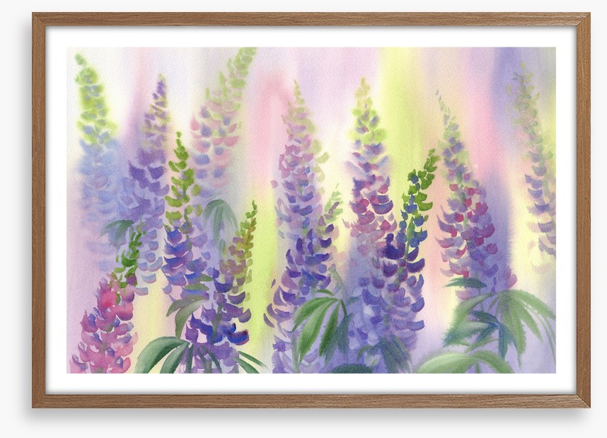 Wild lupine aquarelle