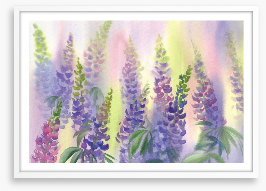 Wild lupine aquarelle