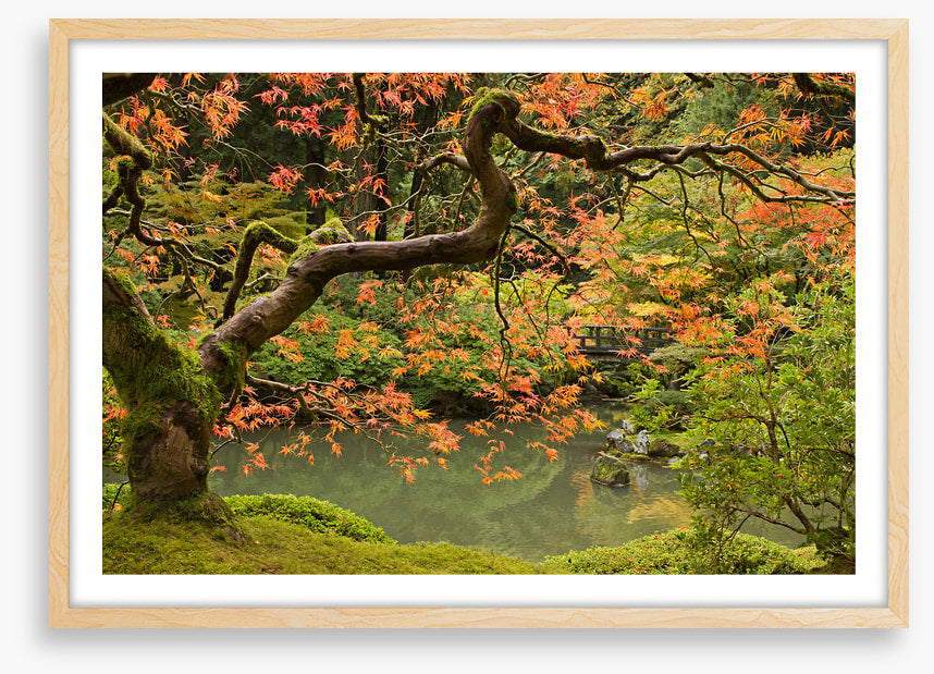 Behind the maple