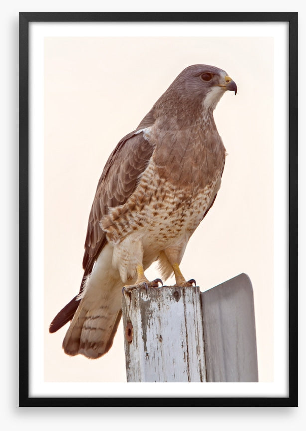 Hawkish