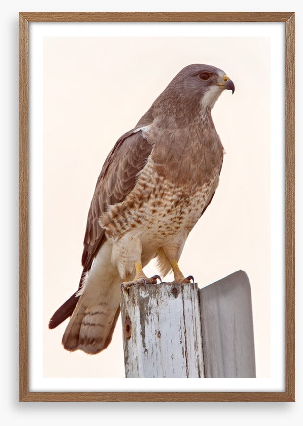 Hawkish