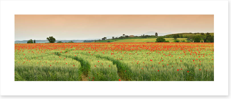 Meadows