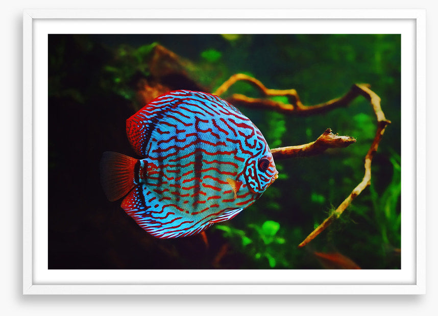Disco discus fish